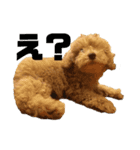 ミニチュアプードルのトトさん（個別スタンプ：2）