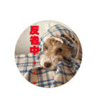 ミニチュアプードルのトトさん（個別スタンプ：4）