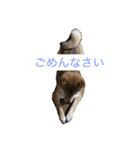 靖國スタンプ（個別スタンプ：3）