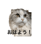 ミルクちゃんのひとこと（個別スタンプ：1）