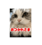 ミルクちゃんのひとこと（個別スタンプ：2）