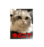 ミルクちゃんのひとこと（個別スタンプ：4）