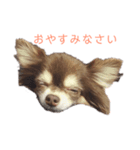 麦ちゃん 敬語ver.（個別スタンプ：2）