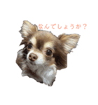 麦ちゃん 敬語ver.（個別スタンプ：7）