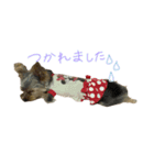 わがままヨーキー黒糖ちゃん（個別スタンプ：3）