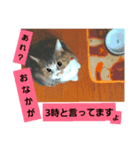 桃日々のことだま（個別スタンプ：6）
