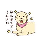 レトリバーと笑顔で暮らそう！敬語Ver.（個別スタンプ：9）
