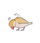 癒やし文鳥スタンプ（個別スタンプ：15）