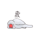 癒やし文鳥スタンプ（個別スタンプ：36）
