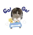 ノルウェージャンのラテ（個別スタンプ：6）