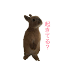 ぽむくんの成長♯1（個別スタンプ：3）