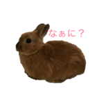 ぽむくんの成長♯1（個別スタンプ：4）