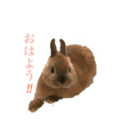 ぽむくんの成長♯1（個別スタンプ：5）