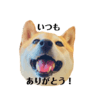 柴犬の日常スタンプ2（個別スタンプ：1）