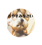 柴犬の日常スタンプ2（個別スタンプ：2）