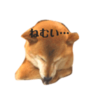 柴犬の日常スタンプ2（個別スタンプ：4）