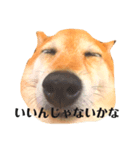 柴犬の日常スタンプ2（個別スタンプ：6）