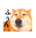 柴犬の日常スタンプ2（個別スタンプ：7）