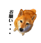 柴犬の日常スタンプ2（個別スタンプ：8）
