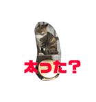 ちゃこ2（個別スタンプ：4）