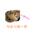 ちゃこ2（個別スタンプ：5）