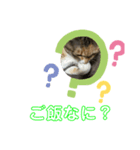 ちゃこ2（個別スタンプ：7）