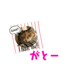 ちゃこ2（個別スタンプ：8）
