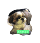 アリスの一言(シーズー)（個別スタンプ：2）