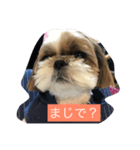 アリスの一言(シーズー)（個別スタンプ：5）