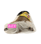 アリスの一言(シーズー)（個別スタンプ：6）