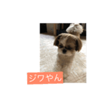 アリスの一言(シーズー)（個別スタンプ：7）