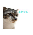 ネコ…思う。（個別スタンプ：1）
