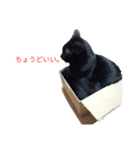 ネコ…思う。（個別スタンプ：2）