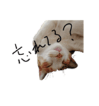 ネコ…思う。（個別スタンプ：3）