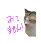 ネコ…思う。（個別スタンプ：4）