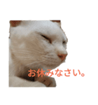 ネコ…思う。（個別スタンプ：5）