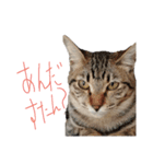 ネコ…思う。（個別スタンプ：6）