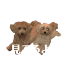 PecoLulu3（個別スタンプ：1）