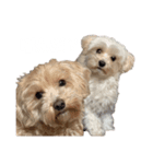 PecoLulu3（個別スタンプ：4）