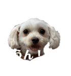 PecoLulu3（個別スタンプ：7）