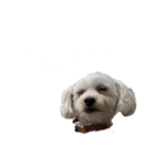 PecoLulu3（個別スタンプ：8）
