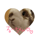 ホーランドロップ うさぎ かわいい（個別スタンプ：4）