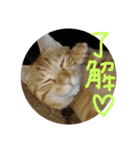 ホーランドロップ うさぎ かわいい（個別スタンプ：7）