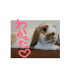 ホーランドロップ うさぎ かわいい（個別スタンプ：8）
