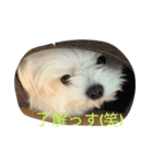 Crea の日常（個別スタンプ：1）