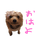くるみかりん（個別スタンプ：1）