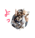 くるみかりん（個別スタンプ：5）