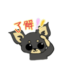 黒チワワの日常あいさつ(敬語)（個別スタンプ：1）