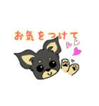 黒チワワの日常あいさつ(敬語)（個別スタンプ：15）