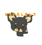 黒チワワの日常あいさつ(敬語)（個別スタンプ：19）